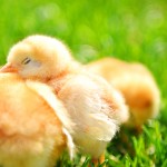chicks