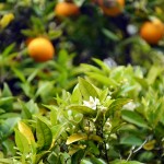 sandiego orange blossoms