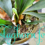 plants1