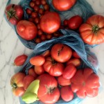 tomatoesinalltheirglory
