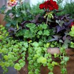 planting