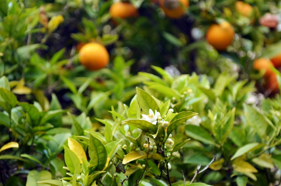 orange blossoms