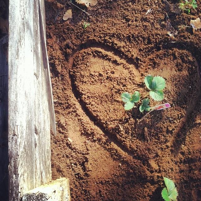 heart-in-soil