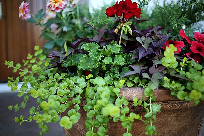 planting