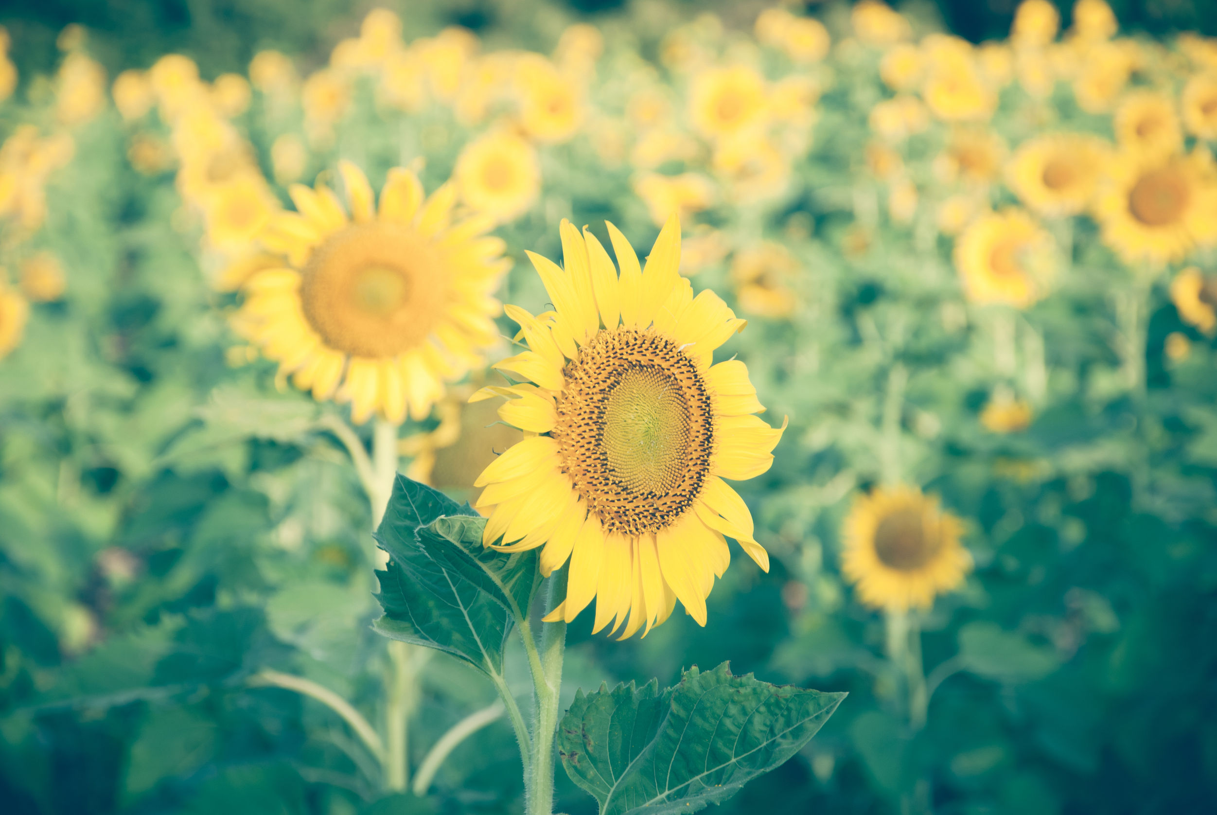 36599142 - sunflowers